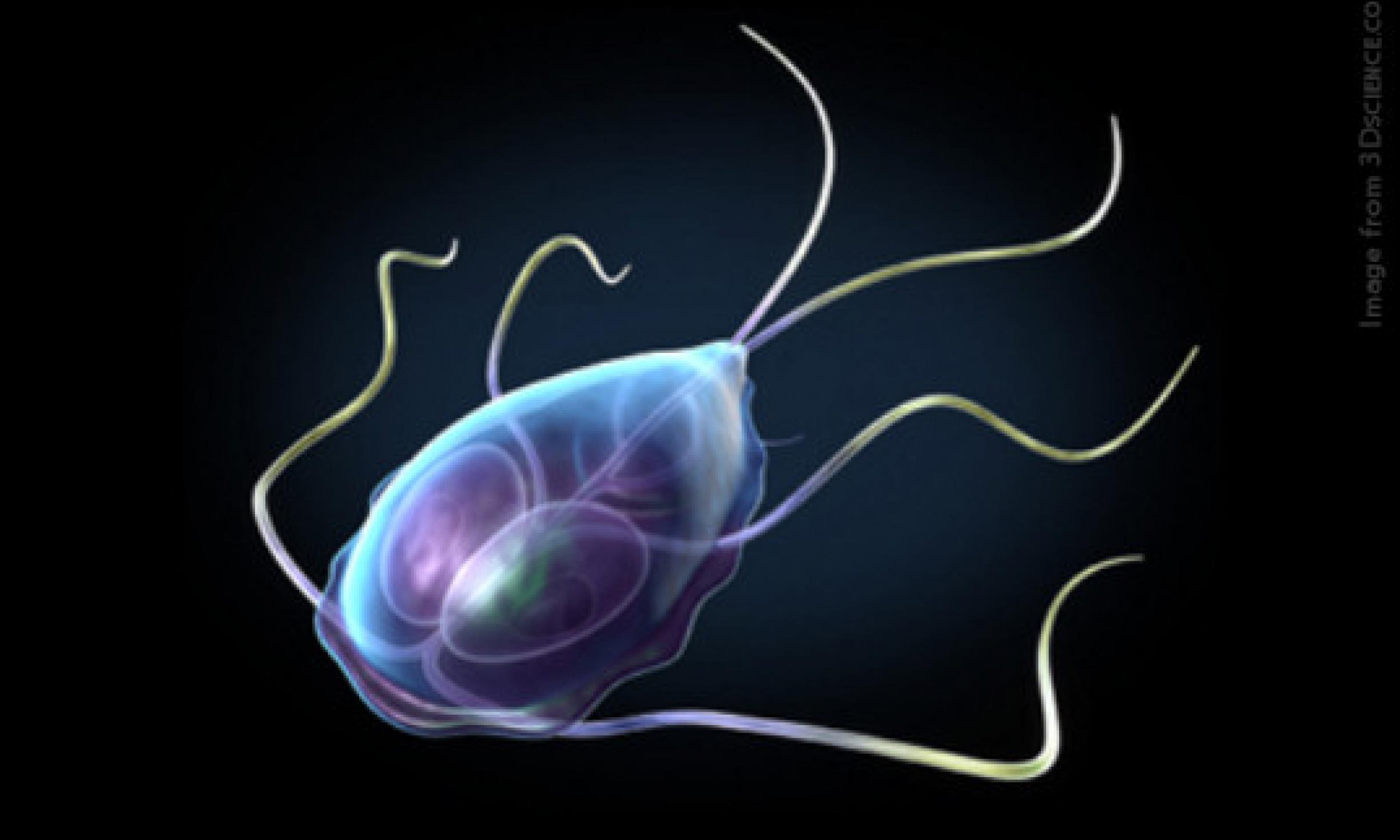 giardia after antibiotics