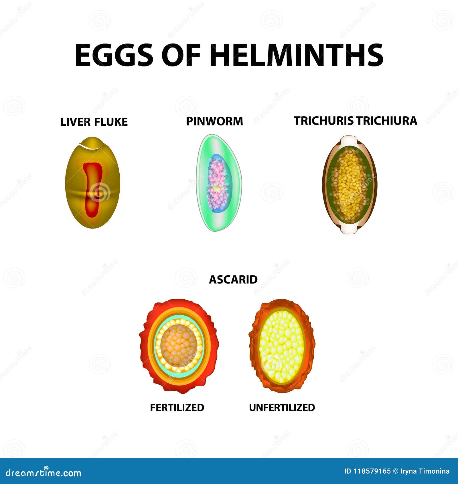 ascaris helmintus
